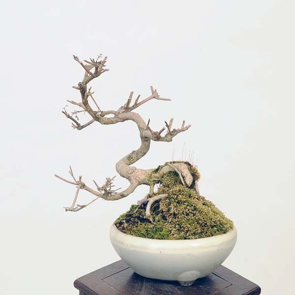 盆栽：小紫式部(こむらさきしきぶ)現品*ムラサキシキブ