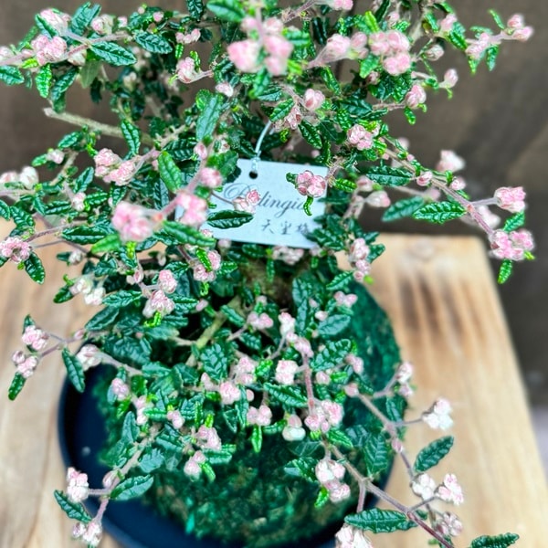 おしゃれ 観葉植物：苔玉 天皇梅*受皿付 天の梅 【お花終わりました