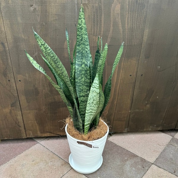 おしゃれ 観葉植物：サンスベリア ゼラニカ 鉢植え*セラアート 受皿付