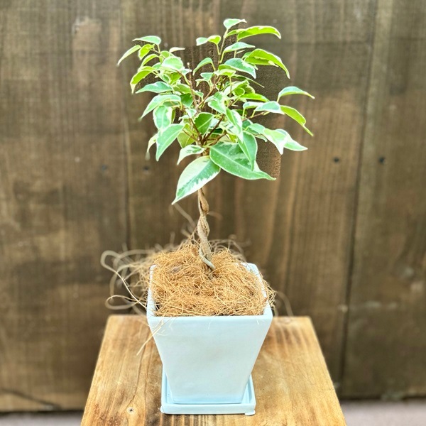 おしゃれ 観葉植物 フィカス：斑入り ベンジャミン 鉢植え 受皿付*鉢色