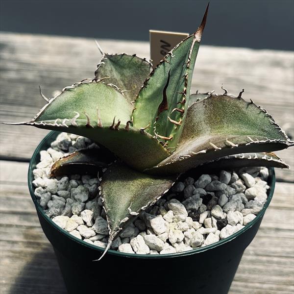 多肉植物：アガベ チタノタ FO-076 （No.1錦の先祖返り）*幅7cm