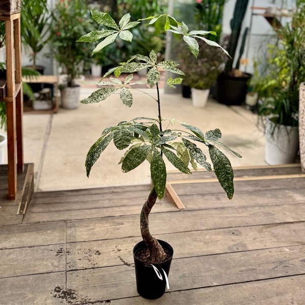 おしゃれ 観葉植物：斑入りパキラ ミルキーウェイ*プラポット 現品5番