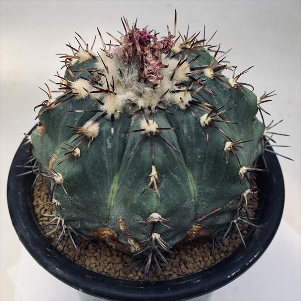 ☆特価☆サボテン：エキノカクタス 太平丸 竜神ツギ*幅12cm 現品！一品