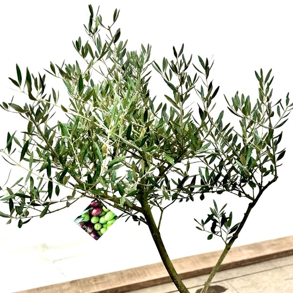 おしゃれ 観葉植物：オリーブの木 ピクアル 8号*現品7 SOUJU 創樹 そう