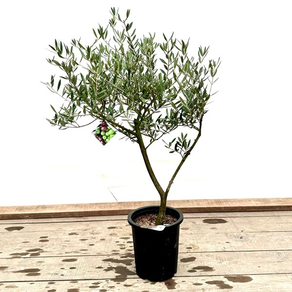 おしゃれ 観葉植物：オリーブの木 ピクアル 8号*現品7 SOUJU 創樹 そう