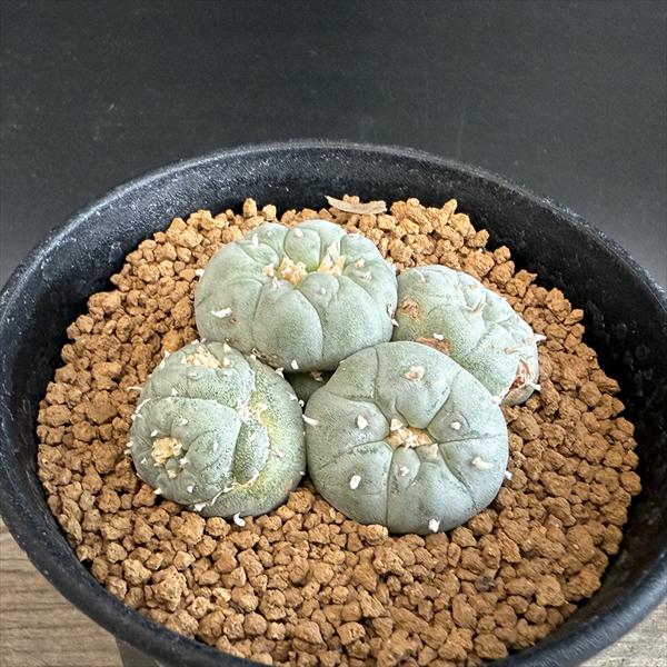 サボテン：ロフォフォラ 銀冠玉モンスト 自根*幅6cm 現品！一品限り