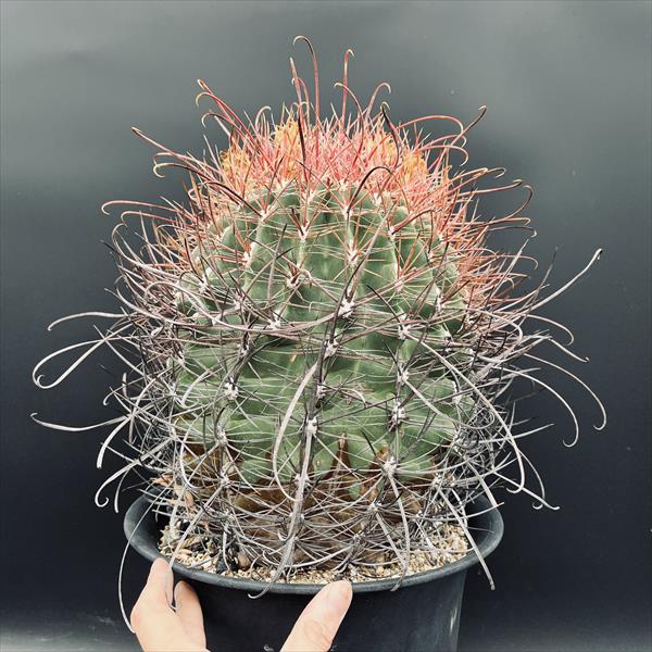 サボテン：フェロカクタス 旋風玉*幅21cm 現品！一品限り ☆根未確認