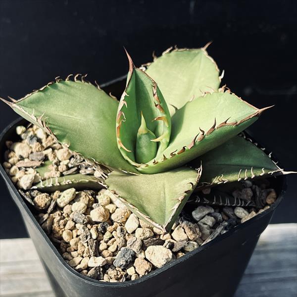 多肉植物：アガベ オテロイ 実生*幅10cm | サボテン＆多肉植物,多肉