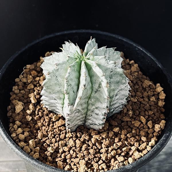 多肉植物：ユーフォルビア H氏実生 白ホリダ*S 幅4.5cm | サボテン