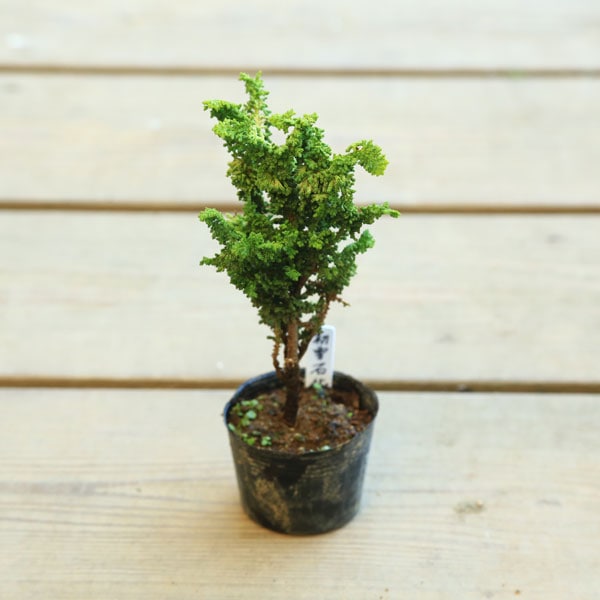 苗：初雪石化桧(ひのき)* ハツユキセッカヒノキ はつゆきせっかひのき