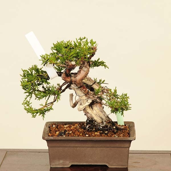 真柏 shinpaku Juniperus chinensis石付き糸魚川真柏shinpaku