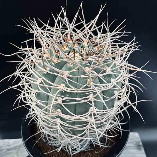 サボテン：ギムノカリキウム 光琳玉 自根*幅14cm 現品！一品限り