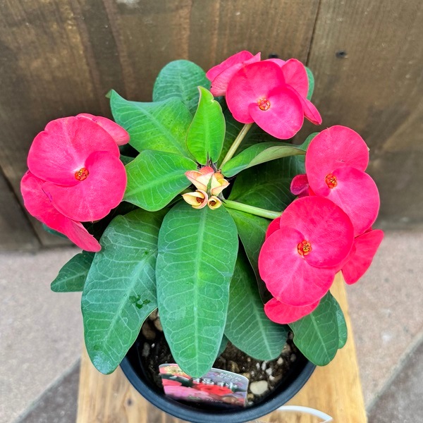 観葉植物 多肉植物 花色選べます：花キリン 八福神*ユーフォルビア