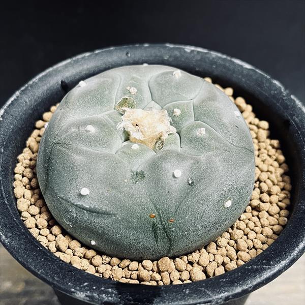 サボテン：ロフォフォラ 銀冠玉 実生*L 幅6.5cm ※傷あり | サボテン