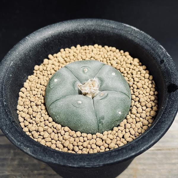 サボテン：ロフォフォラ 銀冠玉 実生*M 幅4.5cm | サボテン＆多肉