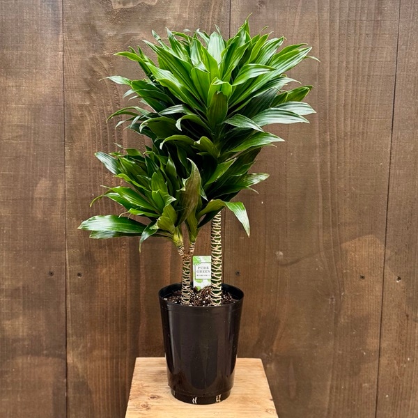 観葉植物：ドラセナ コンパクタ*5号プラポット | 観葉植物,ミディアム