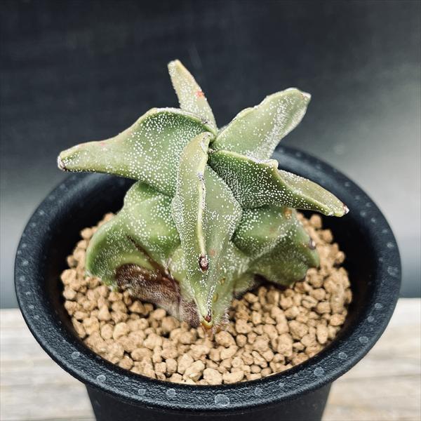 サボテン：鸞鳳玉（らんぽうぎょく）モンスト*幅6cm ☆赤松実生 現品