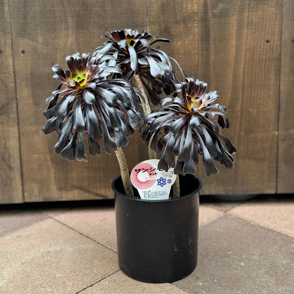 多肉植物 観葉植物 選べる：アエオニウム 黒法師*ダークグレー モス