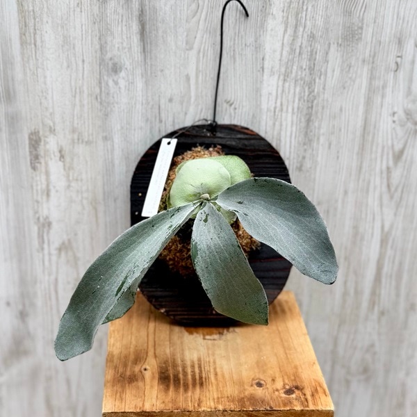 観葉植物：コウモリラン オモ ホワイトラバー 板付け*吊り ビカクシダ