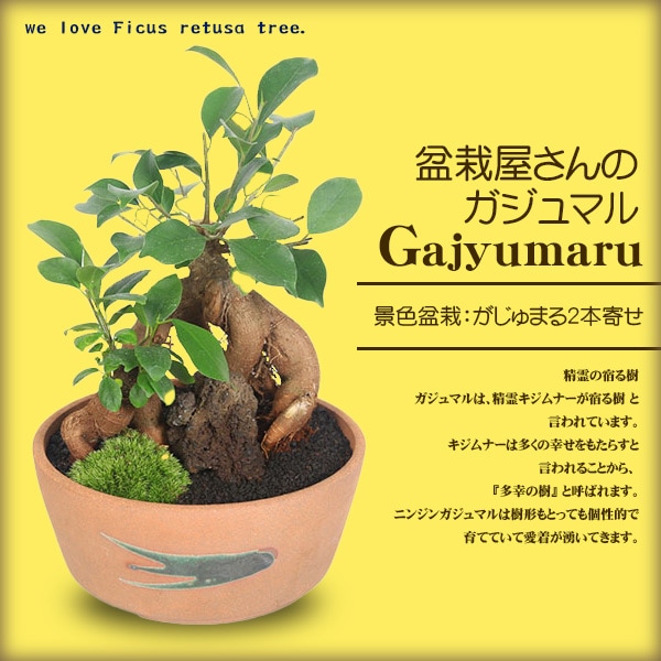 景色盆栽：ガジュマル2本寄せ*＜瀬戸焼鉢＞苔＆富士砂＆石付き