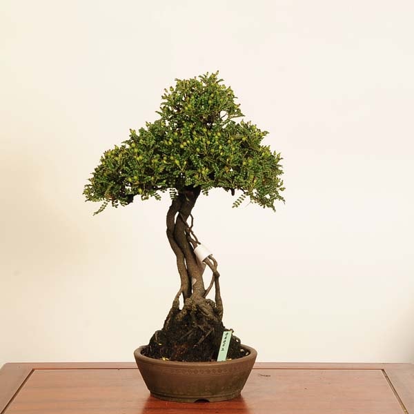 盆栽：磯山椒(いそざんしょう)*現品 一点物 サンショウ Isozansyo