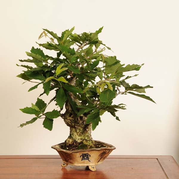 盆栽：小楢（こなら・コナラ）*現品 一点物 Quercus serrata konara