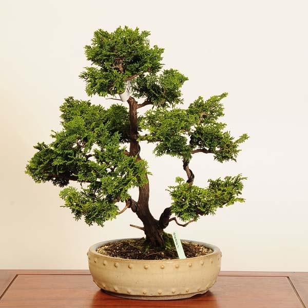 特選 盆栽：津山桧（ひのき）*現品 一点物 ヒノキ hinoki bonsai 中品