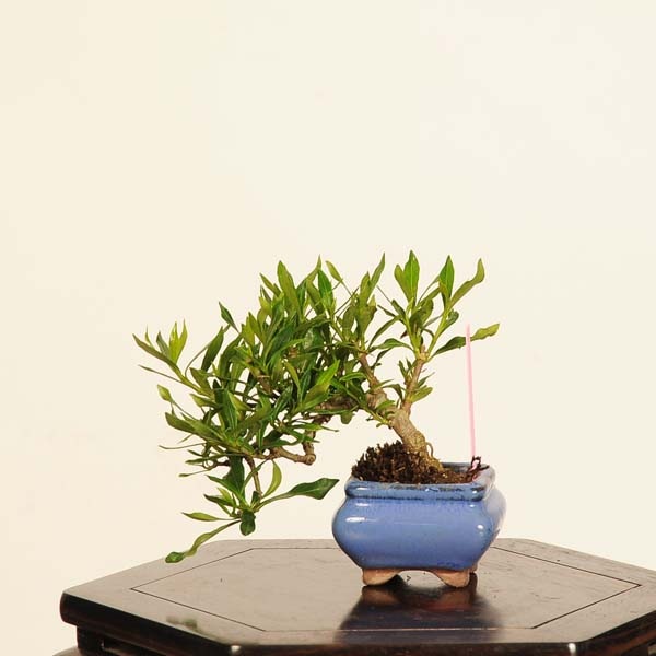 盆栽：梔子(喜代誉)*現品 一点物 くちなし クチナシ kuchinashi bonsai