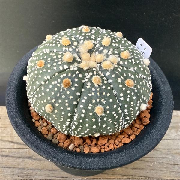 サボテン：アストロフィツム 兜丸 大西氏ミラクル兜交配実生*幅5.8cm