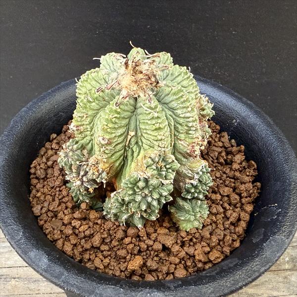 サボテン：アズテキウム 花籠（はなかご）自根*幅5cm 現品 一品限り