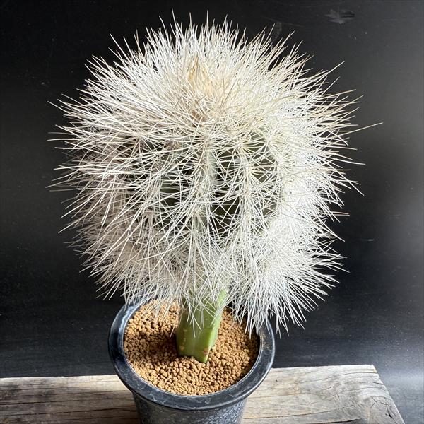 サボテン：コピアポア 特良雷血丸 ツギ*幅12cm 現品！一品限り