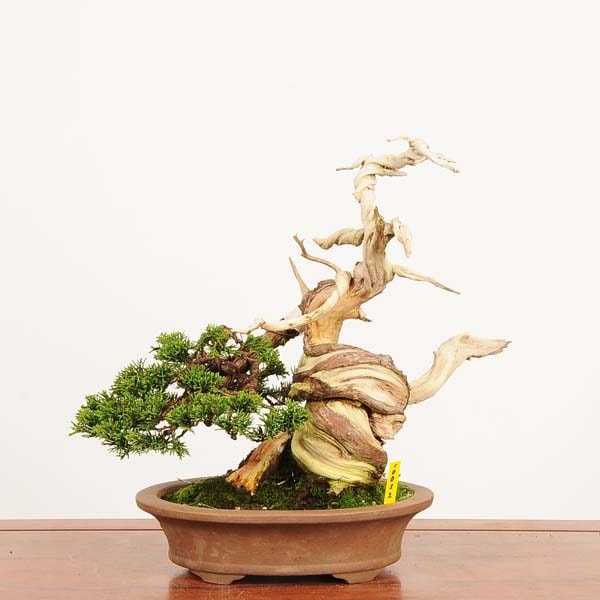 盆栽 特選：糸魚川真柏 現品* しんぱく シンパク Shinpaku bonsai 中品