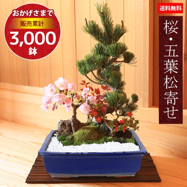 桜盆栽：桜・五葉松寄せ*（青長角縁付鉢）＜2026年春開花予定＞【送料