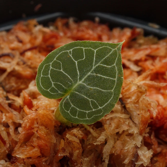 Corybas pictus [ コリバス・ピクタス ] 【 PN200124-13 】 【 奇怪で