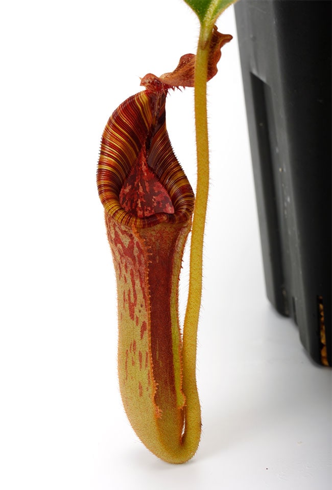 Nepenthes lowii x mollis / AW [ ネペンテス・ローウィー×モリス
