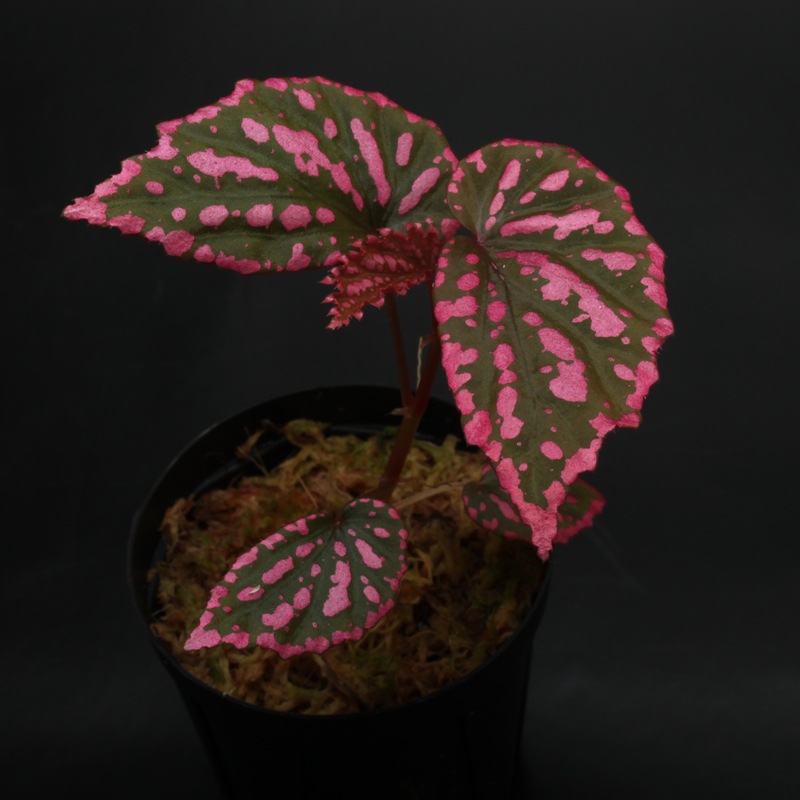 Begonia negrosensis [ ベゴニア・ネグロセンシス] 1ポット
