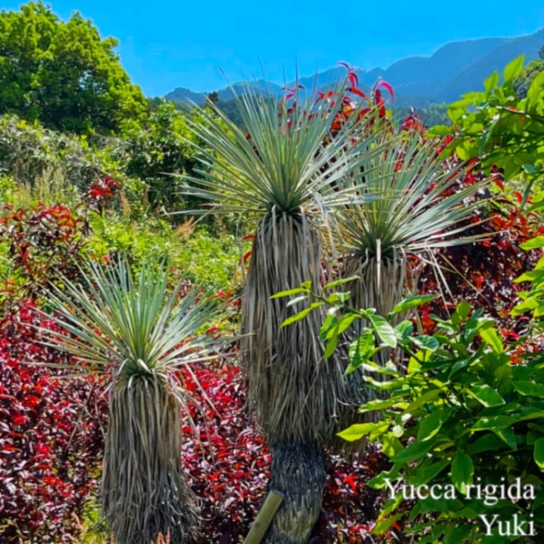 ユッカ・リギダ 種子[ブルーユッカ]Yucca rigida