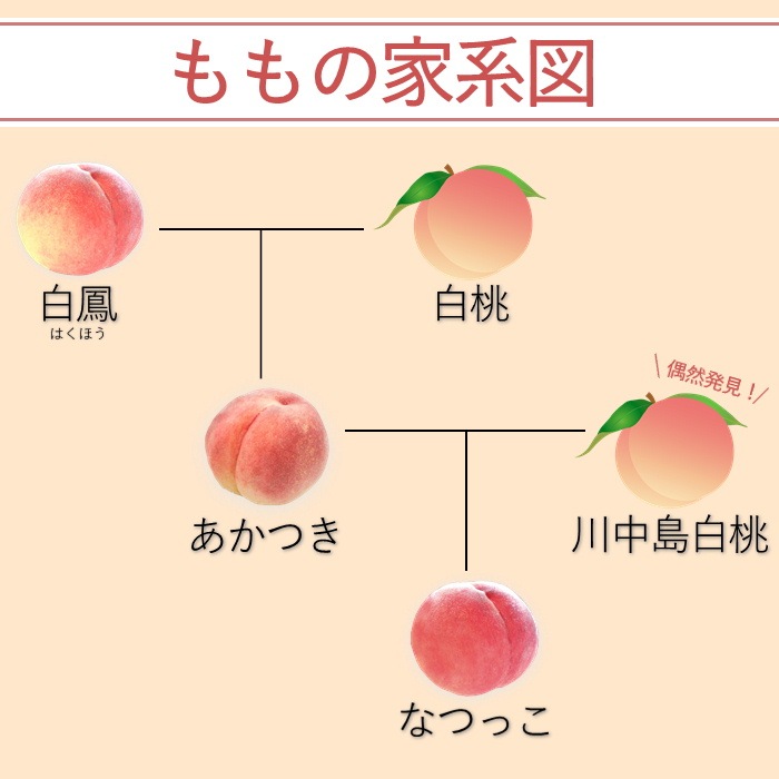 S102 桃 あかつき【太鼓判】約2.3kg(6～7玉) 【冷蔵】 7月下旬～発送