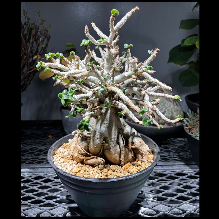 塊根植物【一点物】亀甲竜（ディオスコレア・エレファンティペス