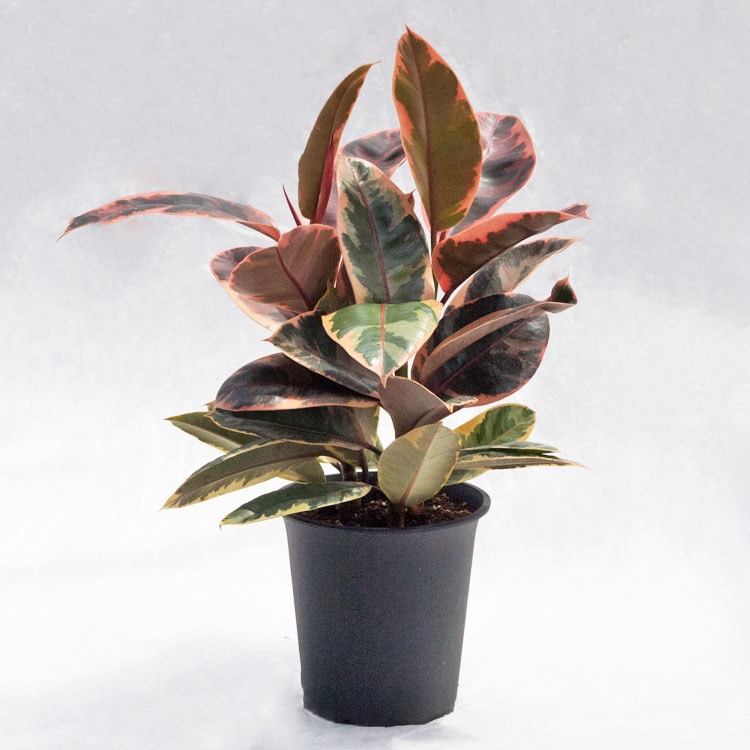 観葉植物 フィカス・ルビー / 5寸・約W35cm×H45cm【送料E】