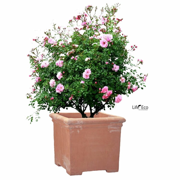 植木鉢 大型 イタリア製 素焼き テラコッタ鉢 タブポット スクエアー