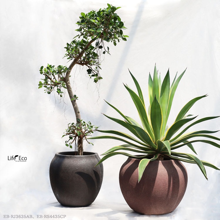 観葉植物 センカクガジュマル（キジムナー）曲げ / 8寸・W60cm×H130cm
