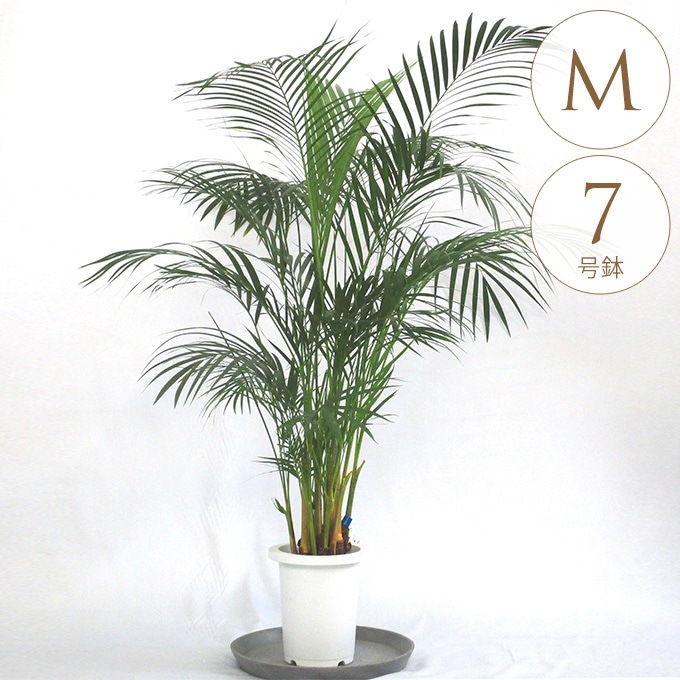 観葉植物 アレカヤシ M 7号鉢 植物 7号 インテリア 室内 リビング 屋外