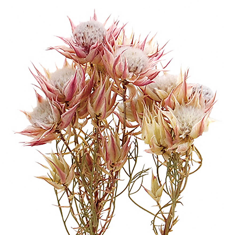 セルリア ナチュラル DE017710【ドライフラワー】通販｜GREEN PIECE