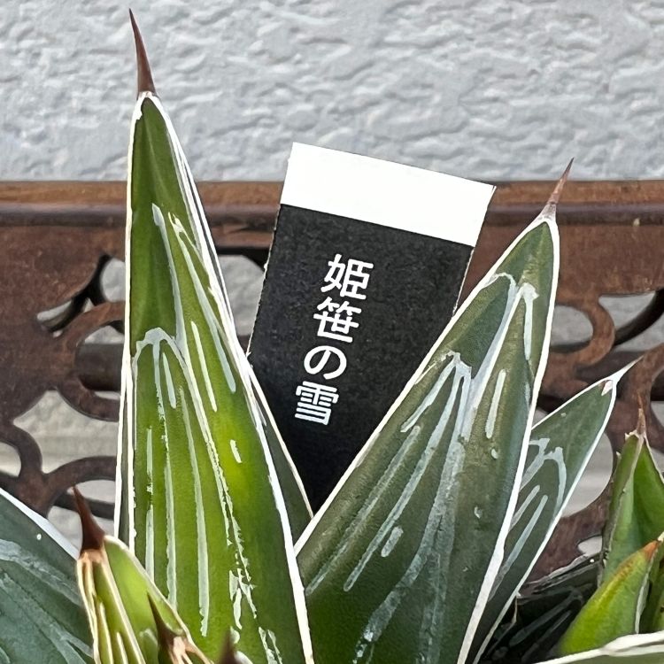 アガベ 姫笹の雪 7cmポット苗 観葉植物 greenery