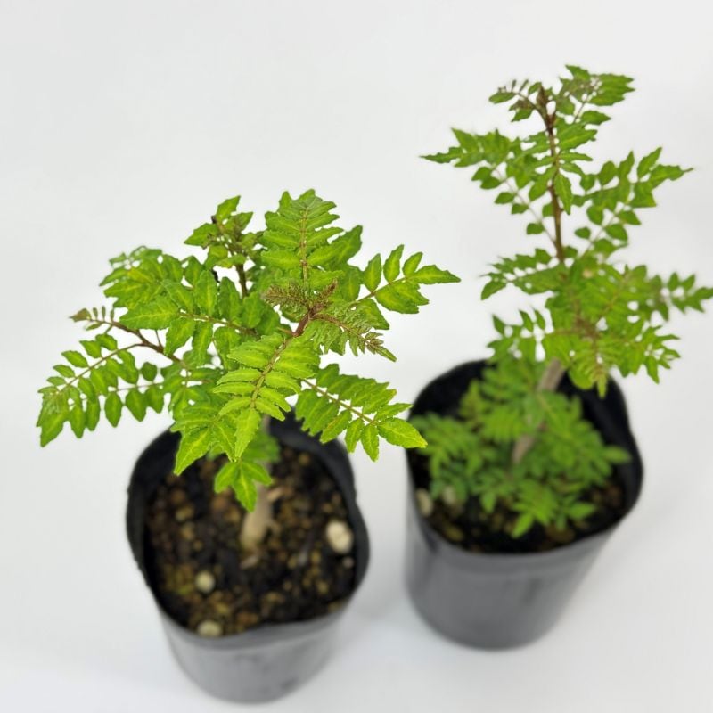 山椒 葉サンショウ 葉山椒 9cmポット 2個セット 苗 苗木 通販 greenery
