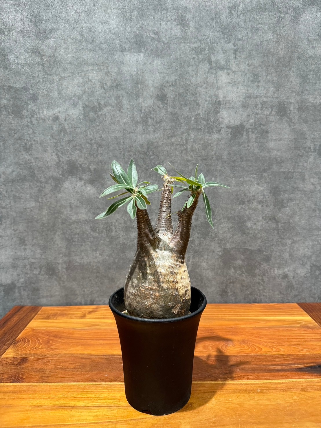 パキポディウム・グラキリス | 塊根植物 | 観葉植物通販