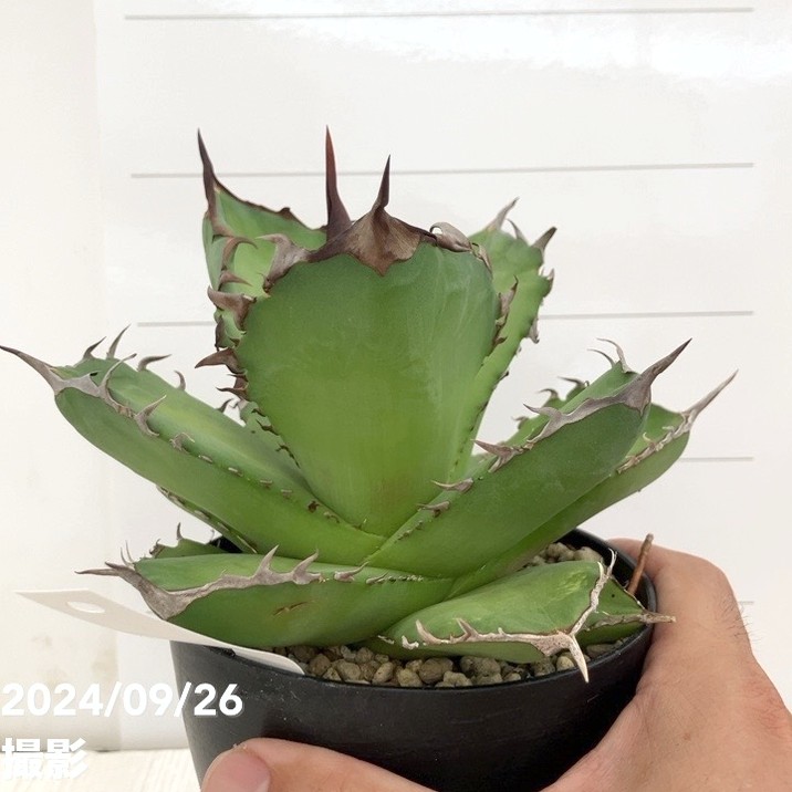 現品お届け】アガベ 4号 チタノタ 強棘仁王冠 Agave titanota（A31