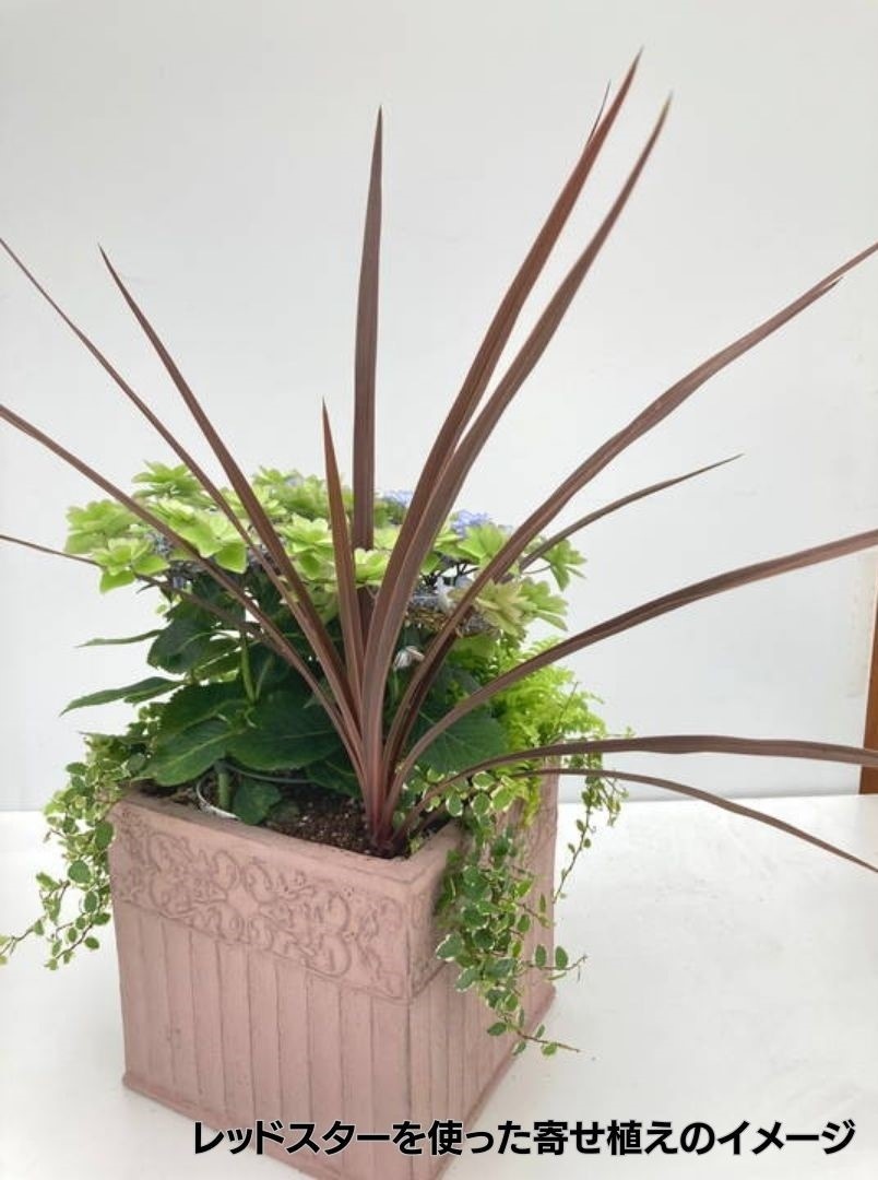 まとめ買い！】コルジリネ 3.5号 オーストラリス レッドスター 20鉢