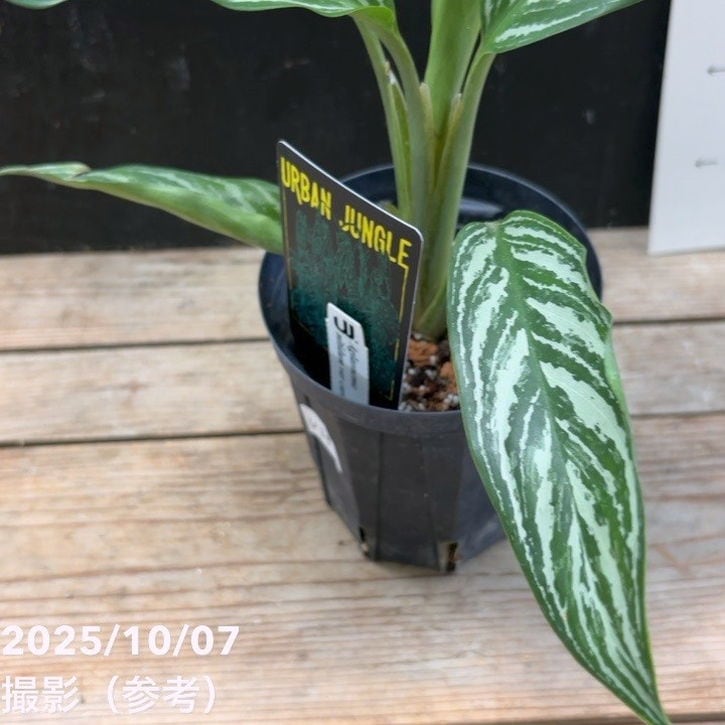 現品お届け】アグラオネマ ニティドゥム カーティシー Aglaonema